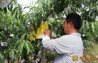 句容农民妙招频出，绿色农产品这样“种”成