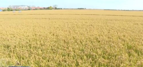 我国农业保险规模跃居全球前列，承保品种突破500个助力农业稳健发展