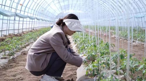 科技小院与共享菜园 科班研究生入村，为农产品种植注入新生机