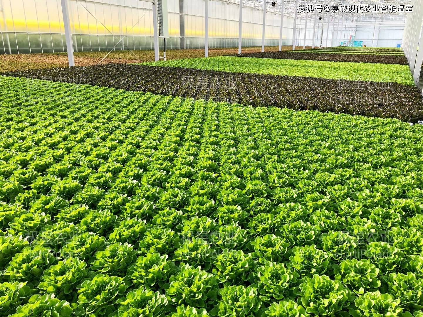 水培农业在温室大棚应用中面临的问题与挑战