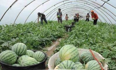 特色水产养殖 从池塘到餐桌的溢价之路