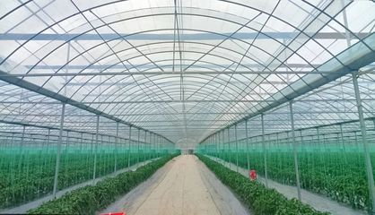 斜角村 以菜为基，以水为业，双轮驱动助力乡村产业振兴