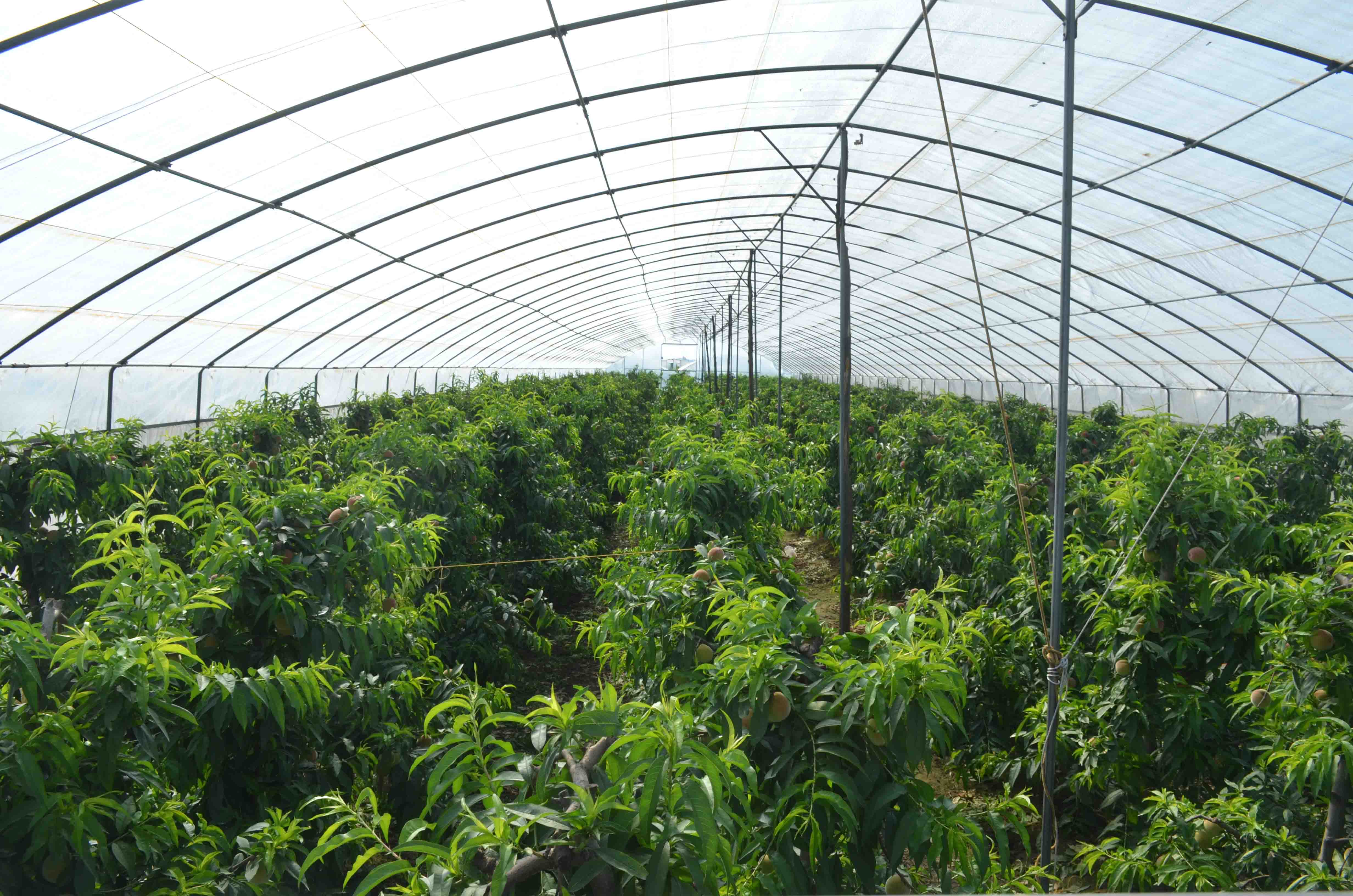 陕西周至 大棚桃香飘四方，特色种植激活乡村经济新引擎