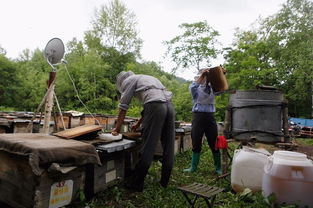 电商扶贫 京东如何撬动饶河黑蜂蜂蜜产业，赋能农产品上行