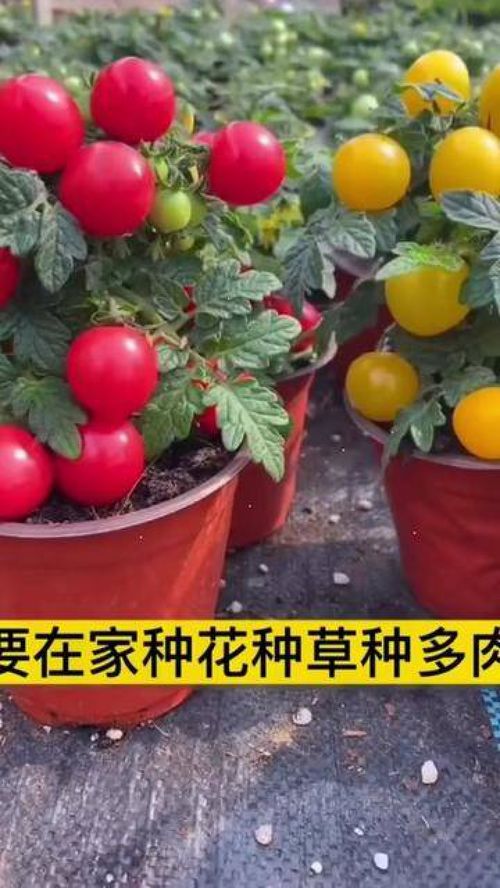 从种子到餐桌 家庭种植小番茄，打造优质农产品新体验