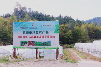 祁门县 茶香满山，特色农业绘就乡村振兴新画卷