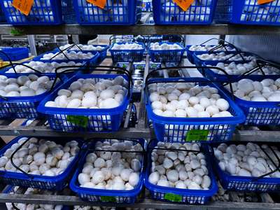 农产品种植 科技赋能，绿色发展的新篇章