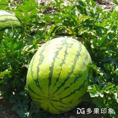 盐城馆 水产养殖优质特色农产品品牌之路