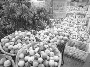 生态种养并举，平武农产品走俏市场