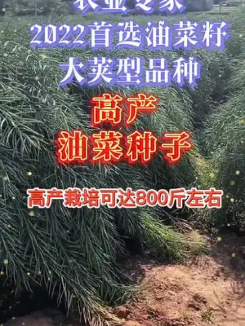 优质农产品增产增收才是硬道理 油菜种植与水产养殖的协同发展