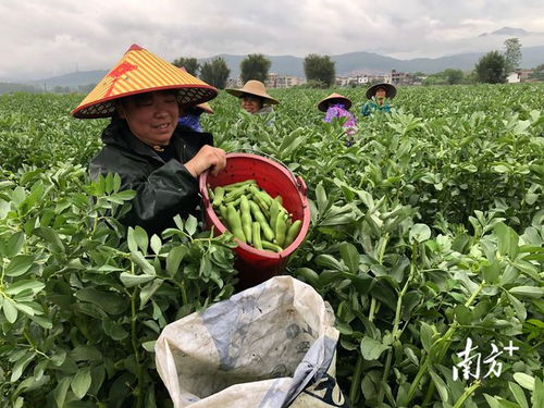 广东始兴 多措并举稳供保产，筑牢省级“菜篮子”基地县根基