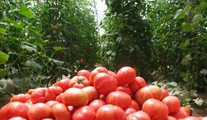 从西红柿的“失味”到水产养殖的启示 一场关于品质与可持续的反思