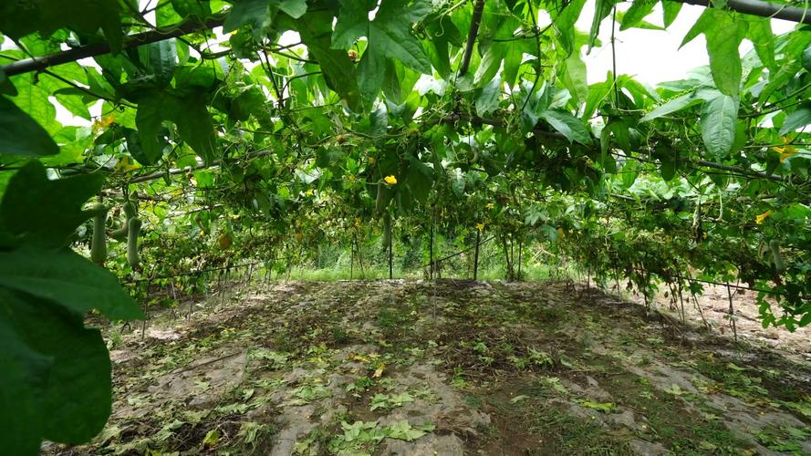 从蔬菜大棚到水产养殖 构筑健康食材的现代农业产业链