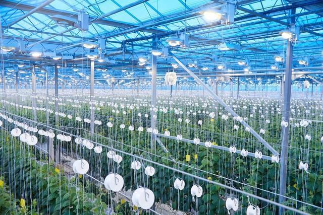 火爆全网的智能温室大棚，你了解多少？——从种植到水产养殖的农业科技革命
