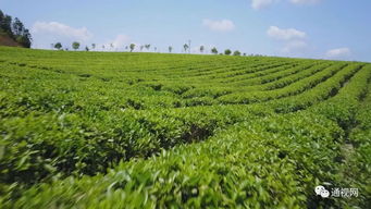 融合发展催生经济发展活力——农产品种植的新路径