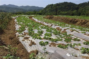 万亩农田种养及加工产业基地落户吕田镇，推动优质农产品直通餐桌