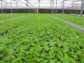 重磅福利助力乡村振兴 水产养殖引领现代农业发展