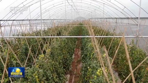 大山深处的牵挂 农产品种植与人民情怀