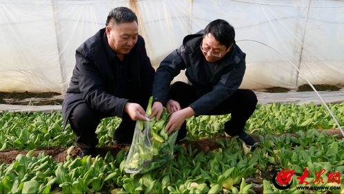 邹平市农业农村局扎实开展农产品生产经营主体大检查 筑牢农产品质量安全屏障