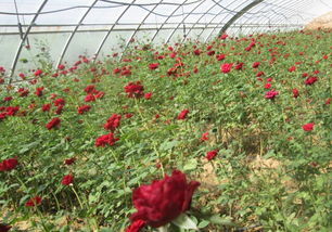 秦椒秦酱秦火锅，爽口爽心竹园村——竹园村水产养殖与火锅美食的完美结合