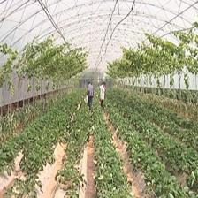 葡萄架下混搭种植与水产养殖 立体农业的创新收益模式