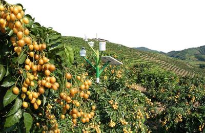 农产品不愁销，订单农业来支招